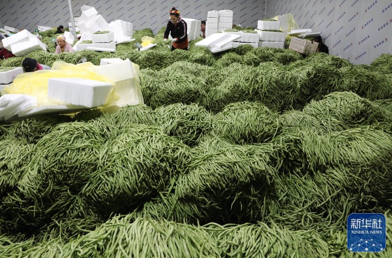 蔬菜种植基地：如何选择？